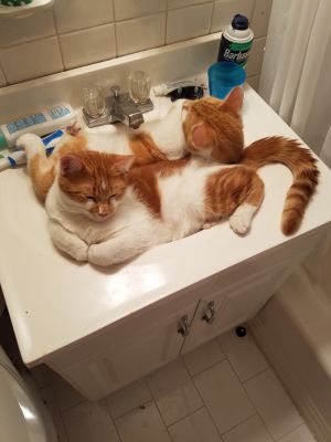 Fred and George
