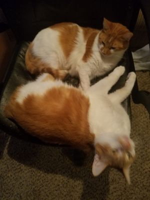 Fred and George
