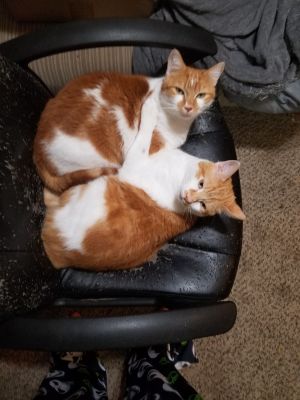 Fred and George
