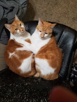 Fred and George
