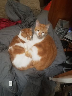 Fred and George
