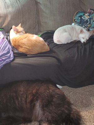 Fred with a former roomates dogs
